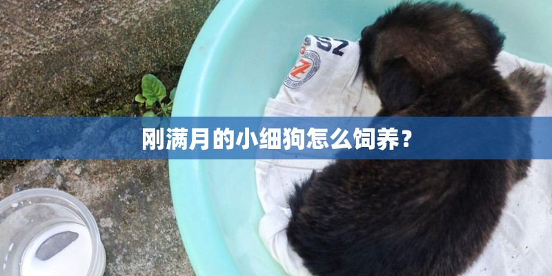 刚满月的小细狗怎么饲养？