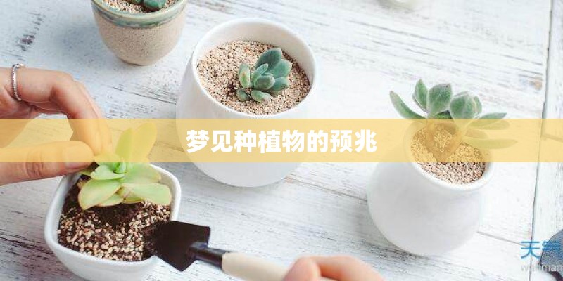 梦见种植物的预兆