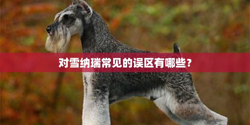 对雪纳瑞常见的误区有哪些？