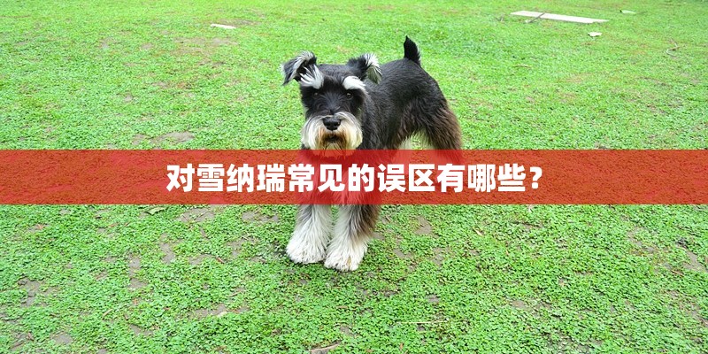 对雪纳瑞常见的误区有哪些？
