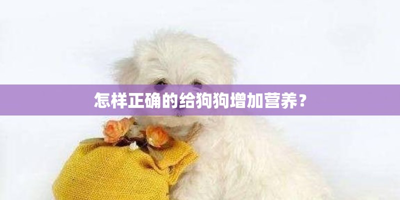 怎样正确的给狗狗增加营养？