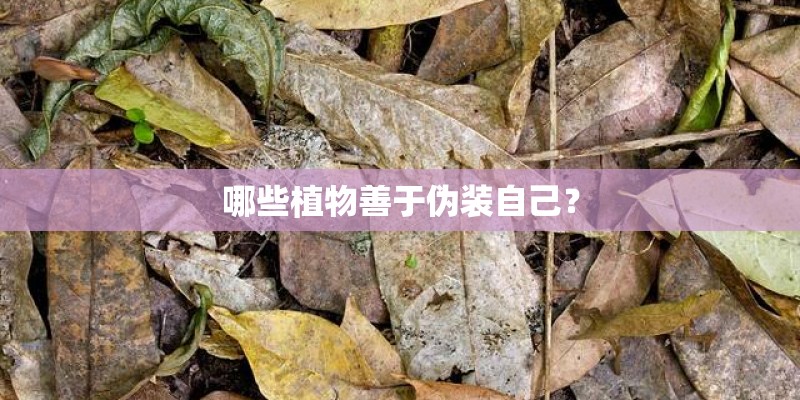 哪些植物善于伪装自己？