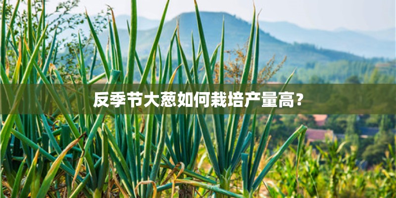 反季节大葱如何栽培产量高？