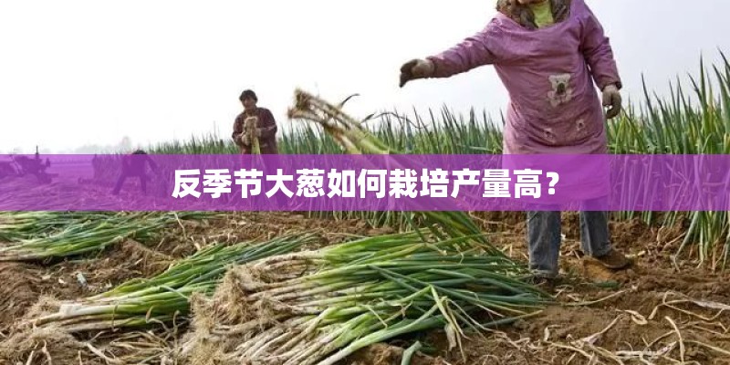 反季节大葱如何栽培产量高？
