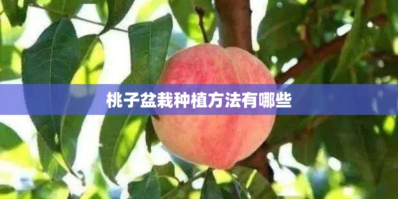 桃子盆栽种植方法有哪些