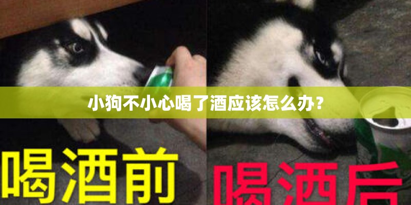 小狗不小心喝了酒应该怎么办？