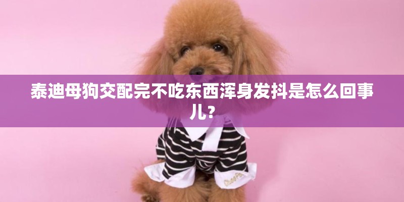 泰迪母狗交配完不吃东西浑身发抖是怎么回事儿？