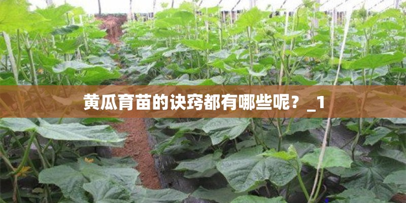 黄瓜育苗的诀窍都有哪些呢？_1