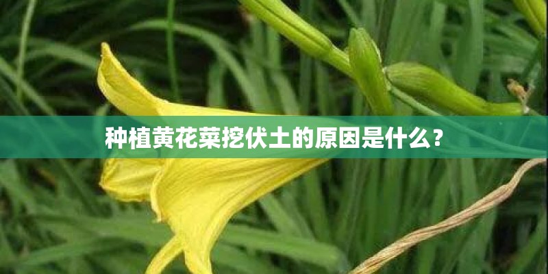 种植黄花菜挖伏土的原因是什么？