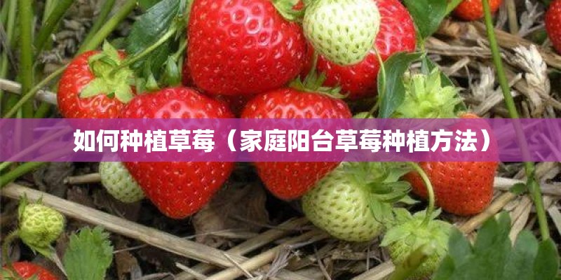 如何种植草莓（家庭阳台草莓种植方法）