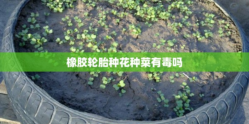 橡胶轮胎种花种菜有毒吗