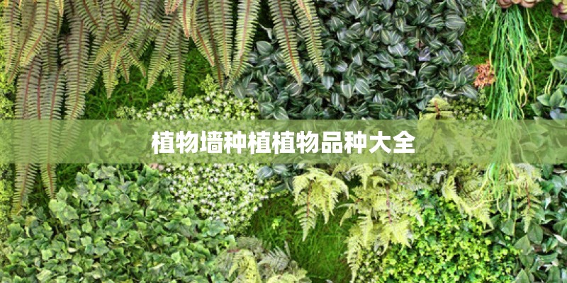 植物墙种植植物品种大全
