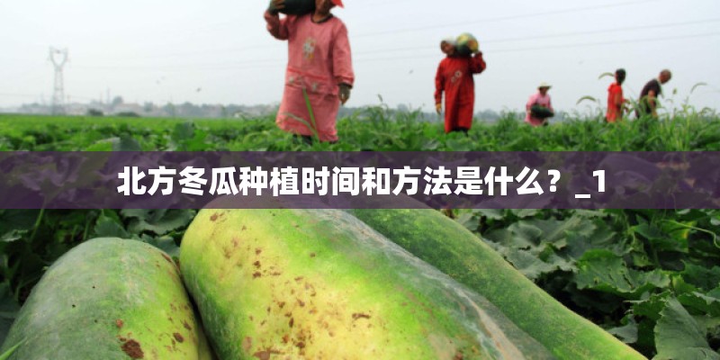 北方冬瓜种植时间和方法是什么？_1