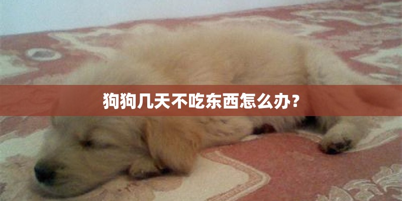 狗狗几天不吃东西怎么办？
