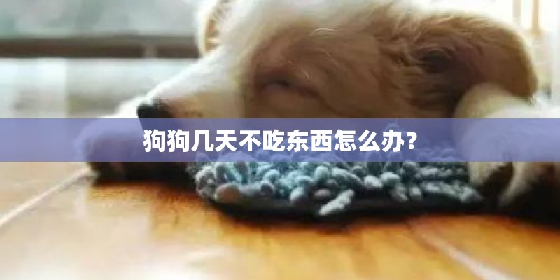 狗狗几天不吃东西怎么办？