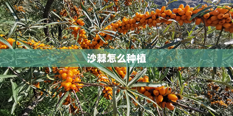 沙棘怎么种植