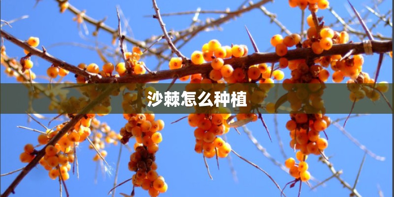 沙棘怎么种植