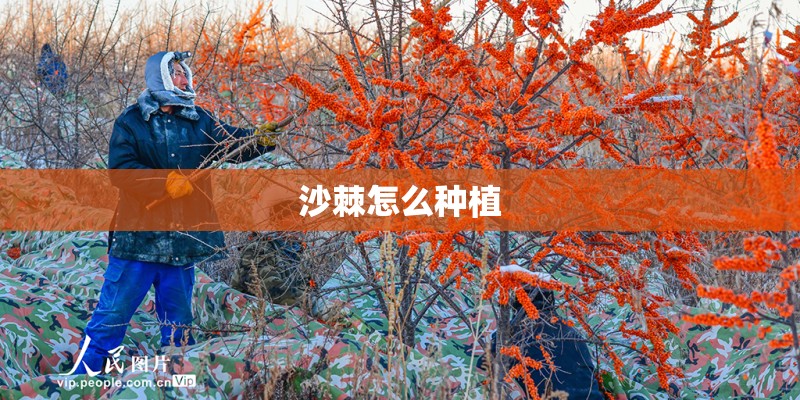 沙棘怎么种植