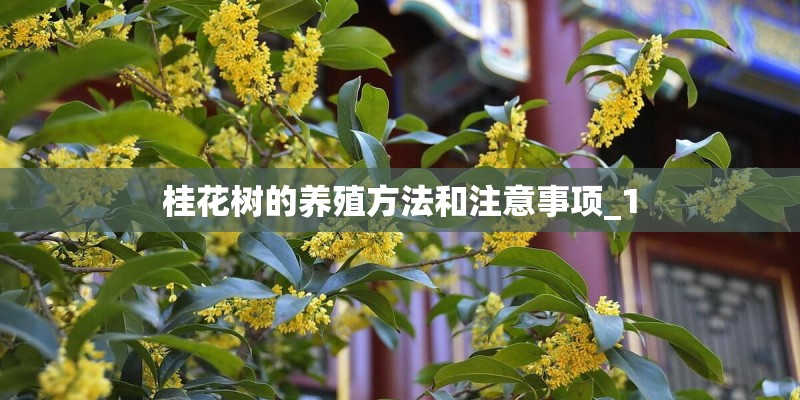 桂花树的养殖方法和注意事项_1