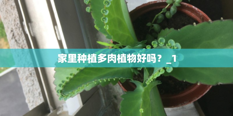 家里种植多肉植物好吗？_1