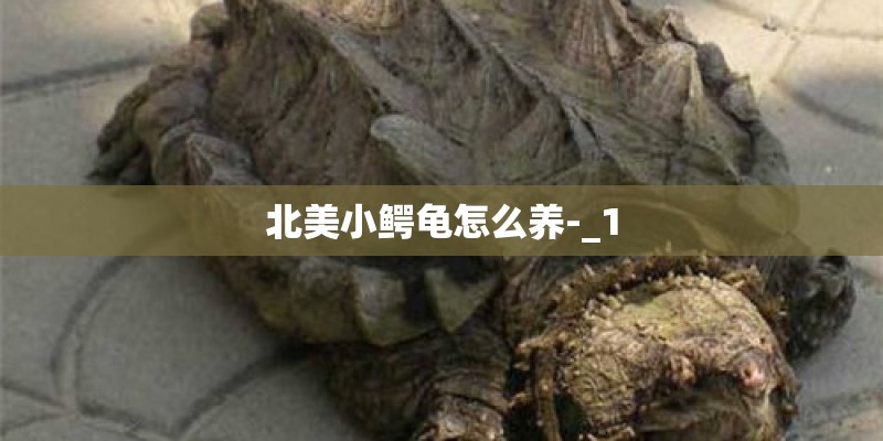 北美小鳄龟怎么养-_1