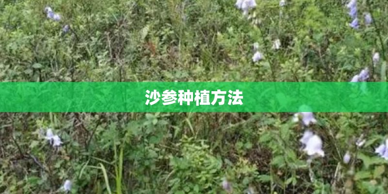 沙参种植方法