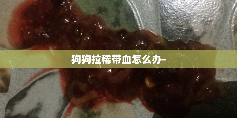 狗狗拉稀带血怎么办-