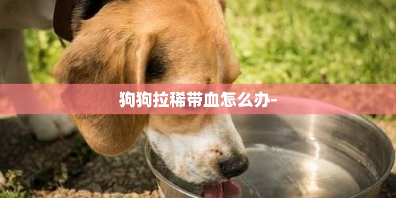 狗狗拉稀带血怎么办-