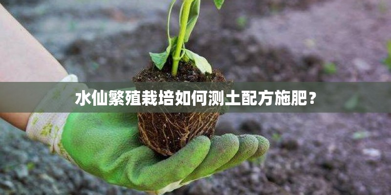 水仙繁殖栽培如何测土配方施肥？
