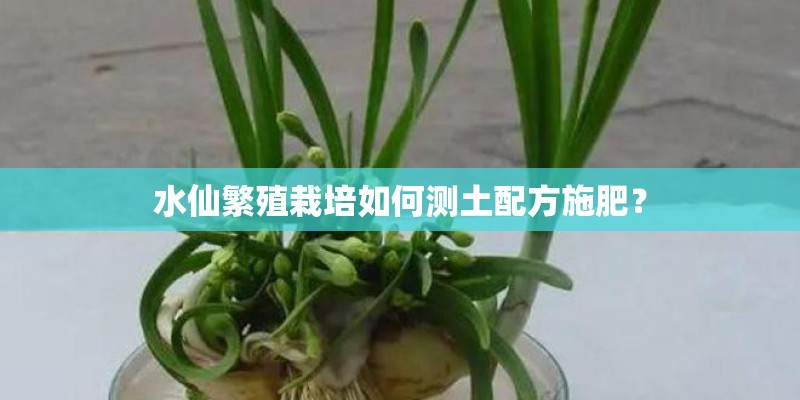 水仙繁殖栽培如何测土配方施肥？