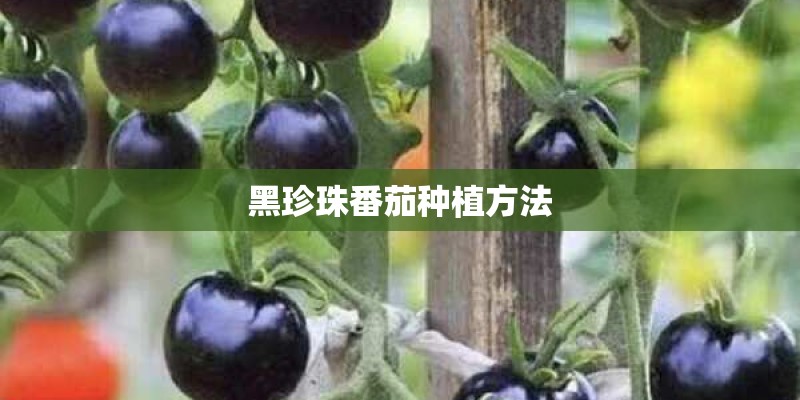 黑珍珠番茄种植方法