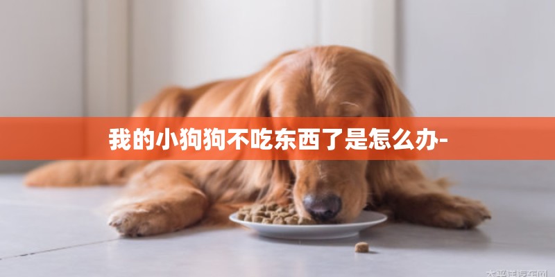 我的小狗狗不吃东西了是怎么办-
