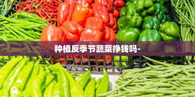 种植反季节蔬菜挣钱吗-