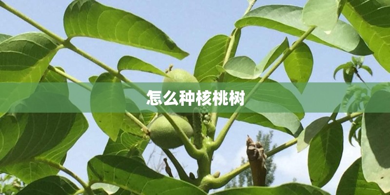 怎么种核桃树