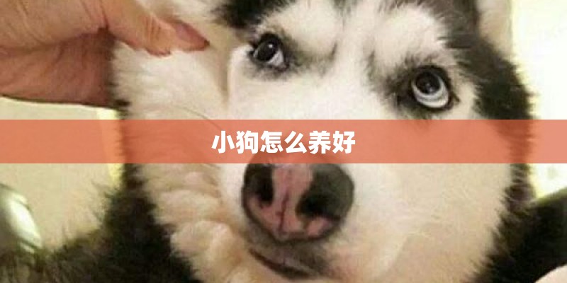 小狗怎么养好