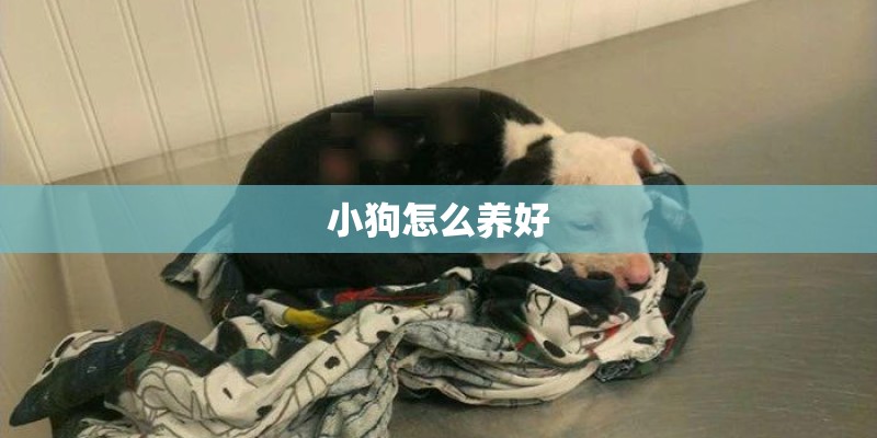 小狗怎么养好
