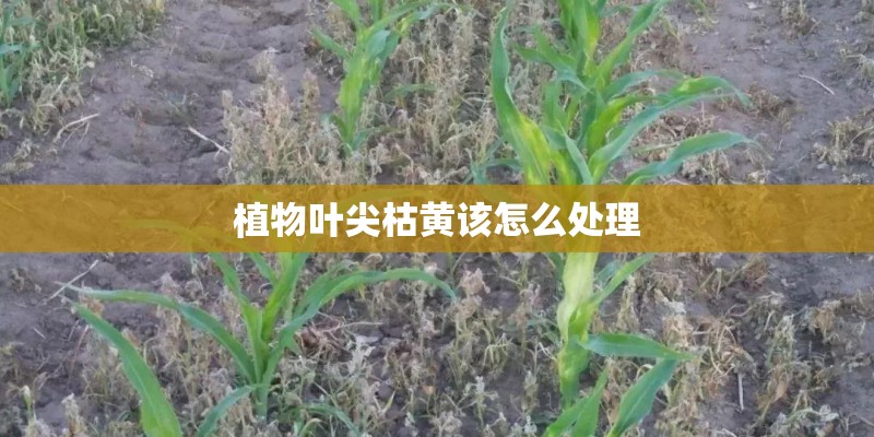 植物叶尖枯黄该怎么处理