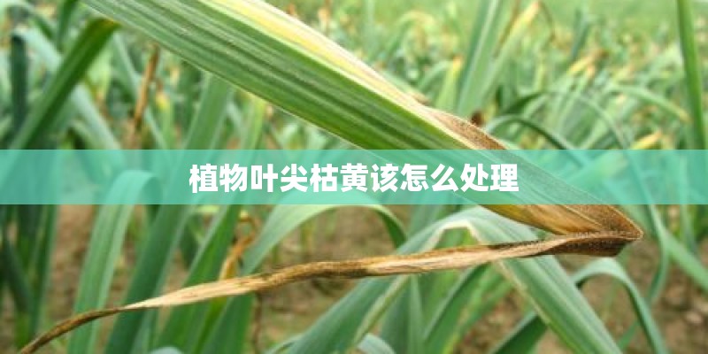 植物叶尖枯黄该怎么处理