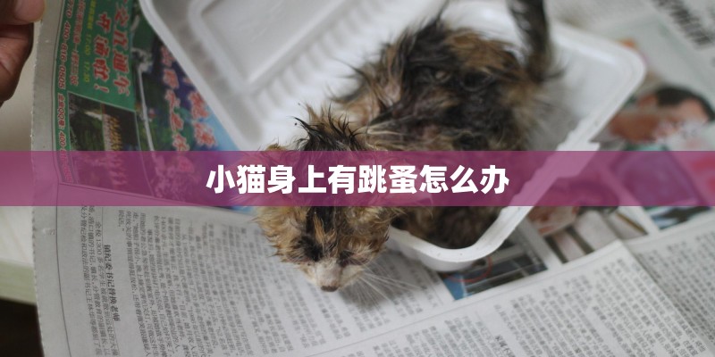 小猫身上有跳蚤怎么办