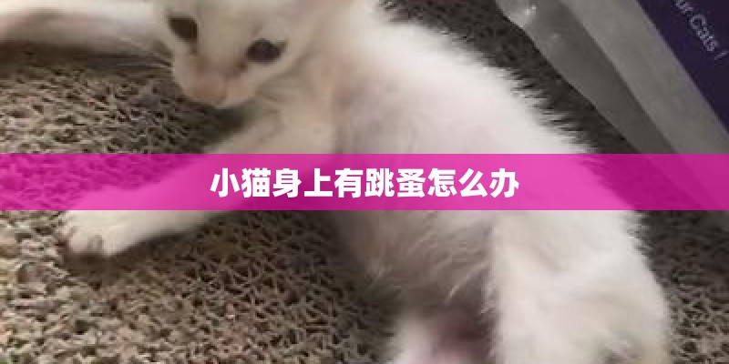 小猫身上有跳蚤怎么办