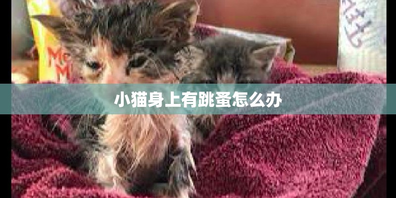 小猫身上有跳蚤怎么办