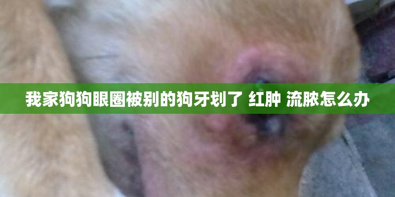 我家狗狗眼圈被别的狗牙划了 红肿 流脓怎么办
