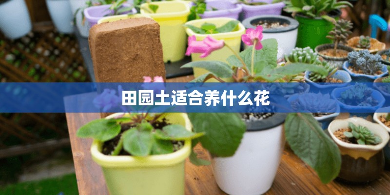 田园土适合养什么花