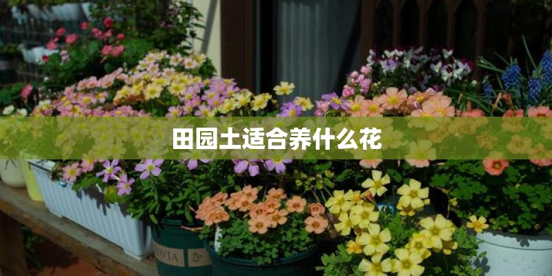 田园土适合养什么花