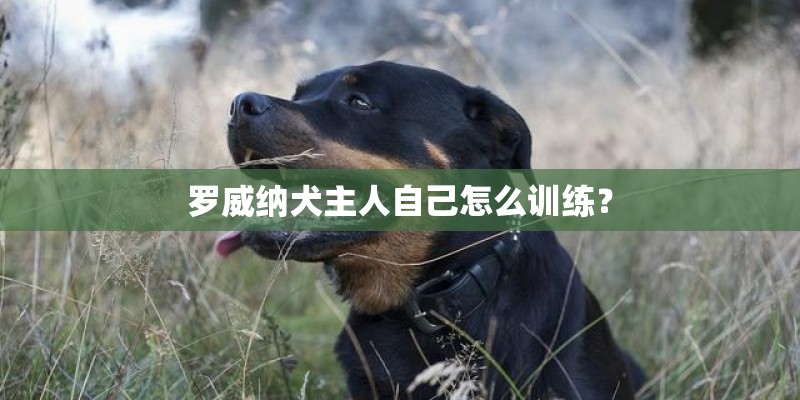罗威纳犬主人自己怎么训练？