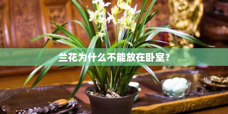 兰花为什么不能放在卧室？