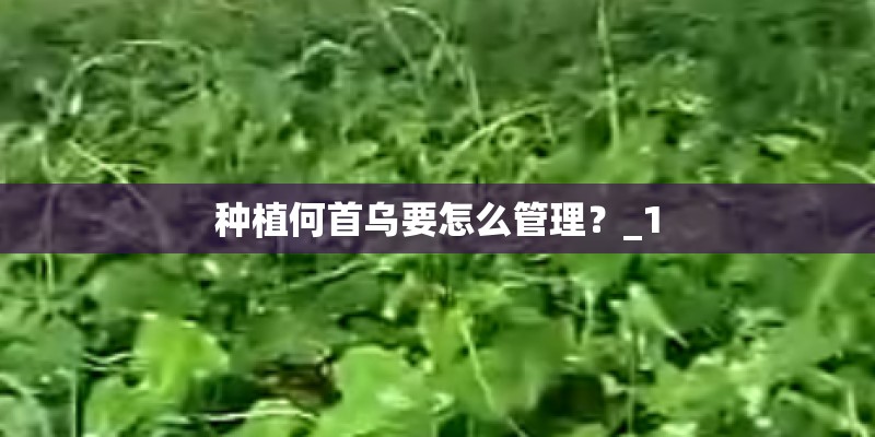 种植何首乌要怎么管理？_1