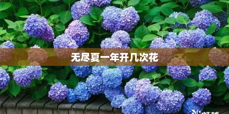 无尽夏一年开几次花