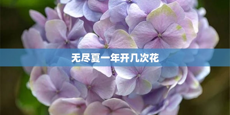无尽夏一年开几次花