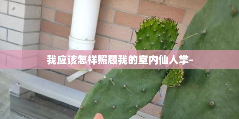 我应该怎样照顾我的室内仙人掌-